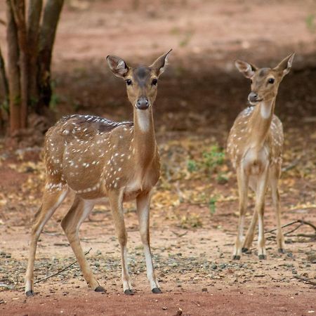 Yala Eco Bush Camp Hotel Kültér fotó