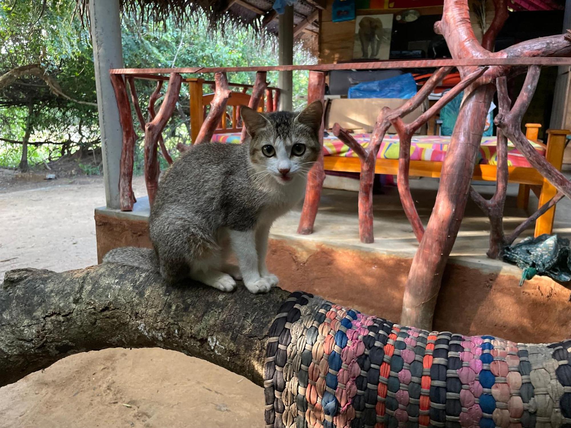Yala Eco Bush Camp Hotel Kültér fotó